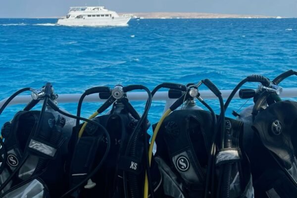 Dolphin swimming Hurghada snorkeling